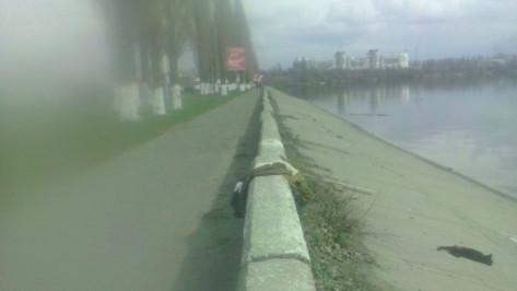 В Воронеже живодеры облили бензином и подожгли кота 