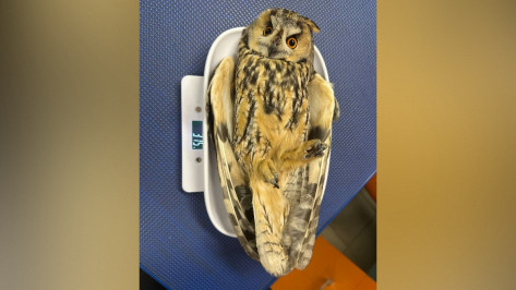 В Воронеже на улице Конструкторов нашли раненую ушастую сову