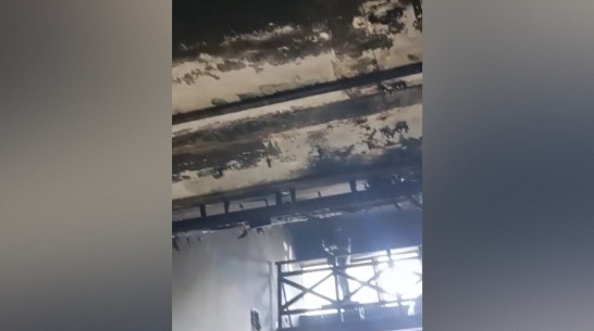 Появилось видео из сгоревшего котокафе в Воронеже