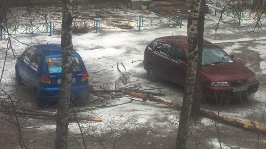 Ветер повалил в Воронеже 24 дерева за сутки