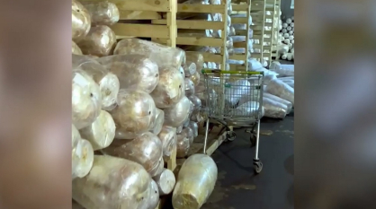 В Воронеже изъяли 70 тонн опасного мяса для шаурмы в цеху с нелегальными мигрантами: видео