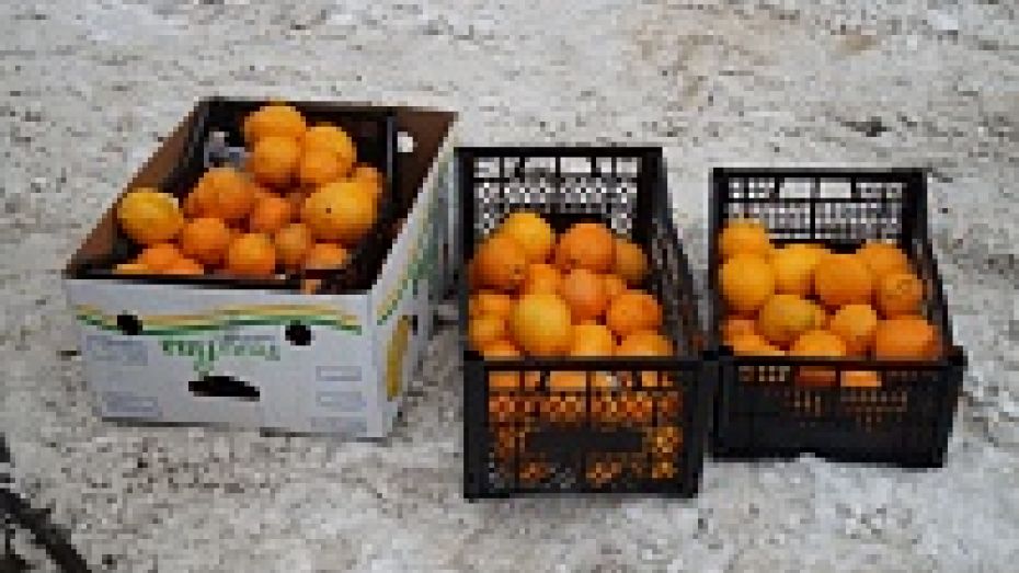 В Воронеже в 4,4 тоннах апельсинов нашли личинки мух