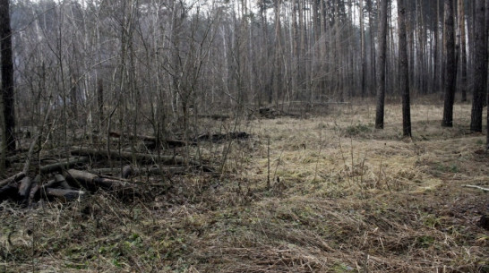 В заказнике «Воронежский» незаконно вырубили 36 дубов на сумму более 1 млн рублей