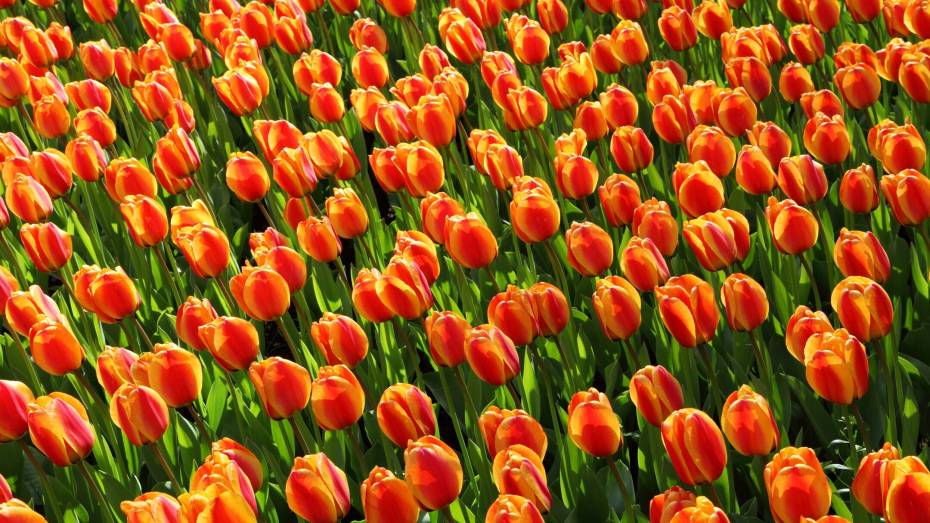 Цветы из Ялты заменят импортные тюльпаны на воронежских клумбах