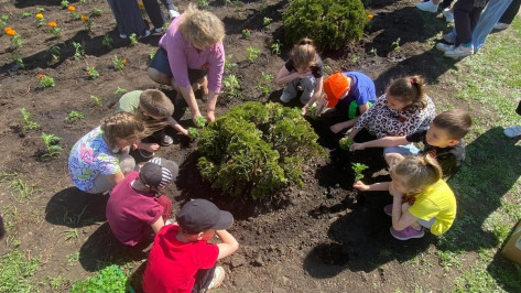 В Павловске высадили около 500 бархатцев в рамках акции «Цветы Победы»