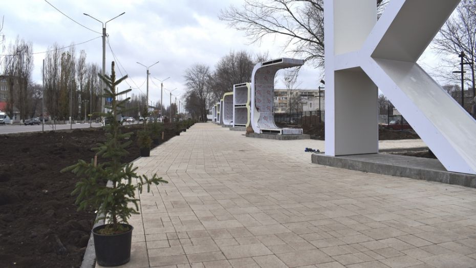 В Павловске на территории общественных пространств высадят более 200 кустов парковых роз