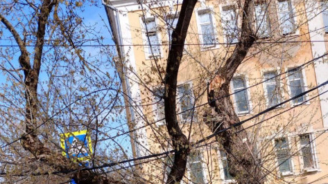 Упавшее на провода дерево вызвало 2-километровую пробку в Воронеже