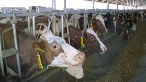 В Воронежской области заработал молочный комплекс на 2800 голов коров