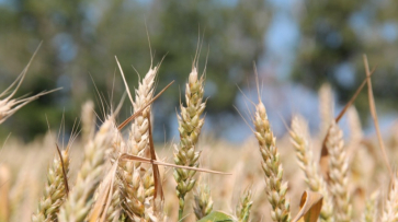 Аграрии Воронежской области выполнили план по уборке зерновых на 75%