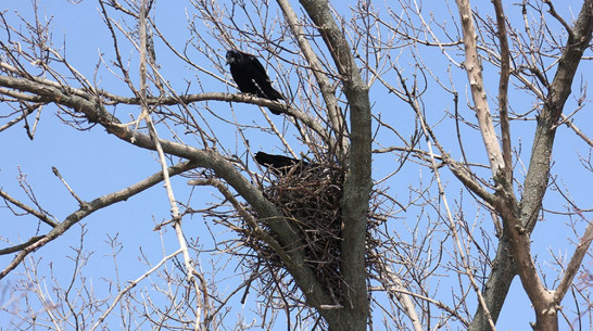 В Воронежский заповедник раньше обычного прилетели первые весенние птицы
