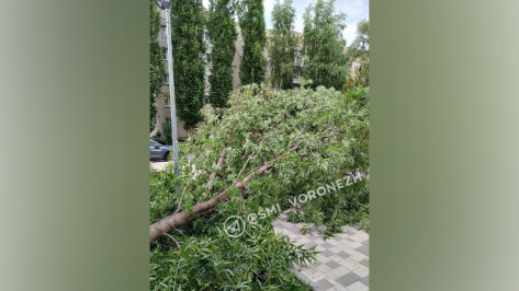 Упавшие из-за порывистого ветра деревья повредили провода и автомобили в Воронеже