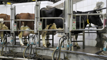 Воронежские власти найдут инвестора для строительства молокозавода в Борисоглебске