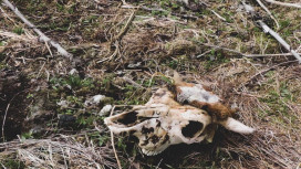 Росприроднадзор обнаружил валяющиеся останки коров в воронежском селе Масловка