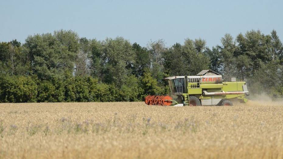 Воронежские хлеборобы намолотили 3 млн тонн зерновых