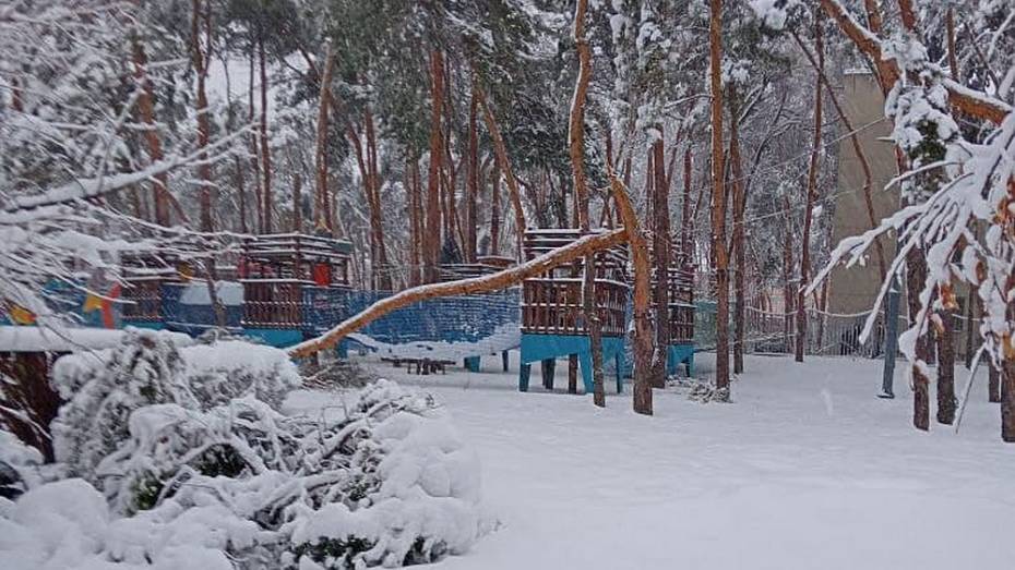 Парк «Алые паруса» в Воронеже закрыли из-за опасности падения деревьев