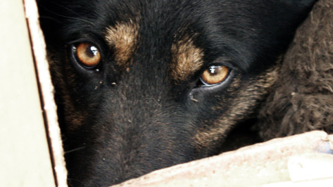 В Воронеже во дворе многоэтажки отравленные догхантерами собаки бились в конвульсиях на глазах детей и беременной женщины