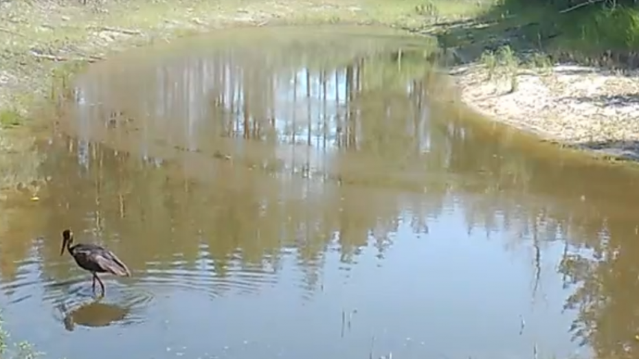 Краснокнижного черного аиста впервые за 40 лет заметили в Воронежской области