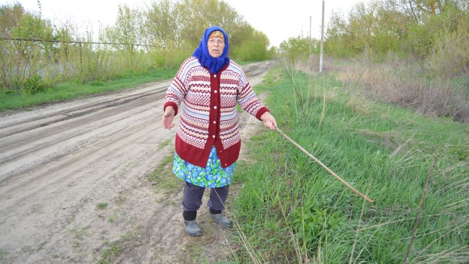 В Воронежской области покусавший пенсионерку бобер был в состоянии стресса