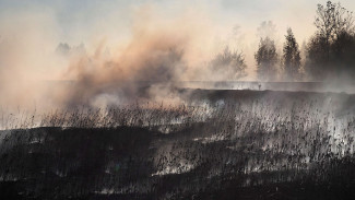 В Воронежской области за сутки произошло 45 ландшафтных пожаров