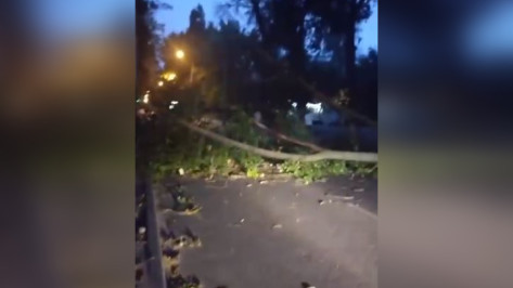 Дерево упало на проезжую часть улицы Тимирязева в Воронеже