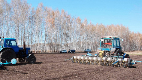 В Воронежской области уже посеяли почти 40 тыс га яровых культур