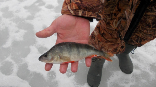 В Нижнедевицком районе прошли соревнования по подледному лову