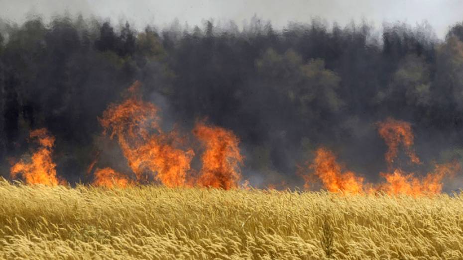В Кантемировском районе сгорело 40 гектаров пшеницы