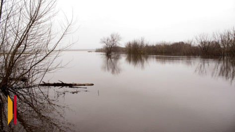 Туша лося загадочно исчезла из реки Дон в Воронежской области