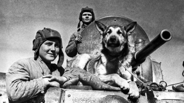 Воронежские зооволонтеры расскажут о подвигах собак и кошек на войне