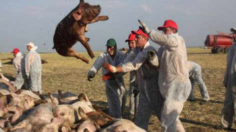 Для ликвидации очагов африканской чумы свиней в Петропавловский район прибыли ветработники из других районов