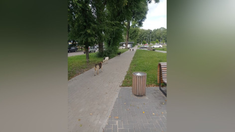 Бездомные собаки облюбовали Крымский сквер в Воронеже