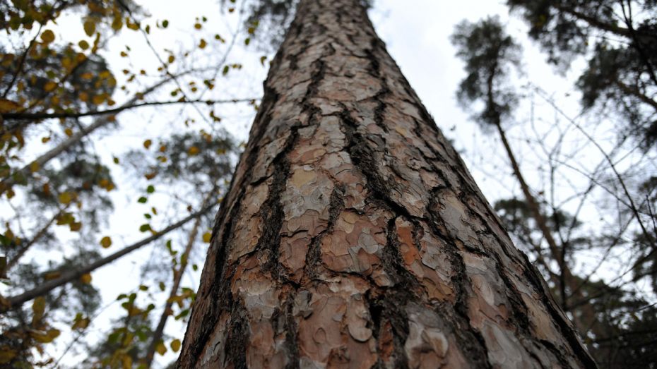 В Северном лесу Воронежа высадят почти 9 тыс деревьев