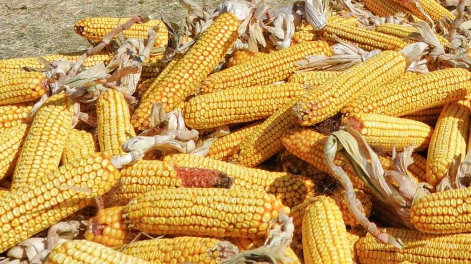 Панинец обманул краснодарского предпринимателя на продаже кукурузы на 300 тыс рублей