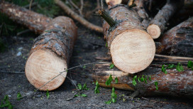 Ущерб от незаконной вырубки деревьев в Воронеже достиг 1,75 млн рублей