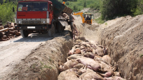 В Богучарском районе уничтожено более 1,5 тысяч свиней