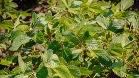 Ученые воронежского вуза создали новый сорт сои