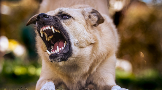 Дворовый пес Рыжик стал не первой жертвой агрессивной собаки с улицы Артамонова в Воронеже