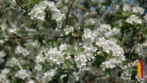 Еще один температурный рекорд был установлен 22 апреля в Воронеже