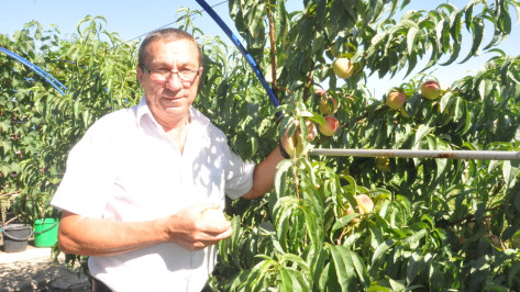 Житель Репьевки вырастил на своем участке 15 сортов персиков и нектаринов 