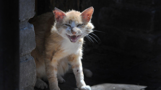 В Острогожске Воронежской области отменили введенный из-за бешеной кошки карантин