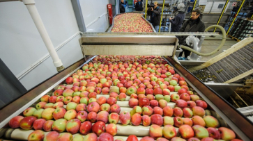 В Воронежской области запустили фруктохранилище для яблок