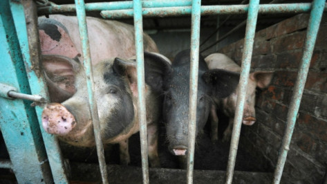 Воронежский фермер попал под следствие за торговлю свиньями с АЧС на севере