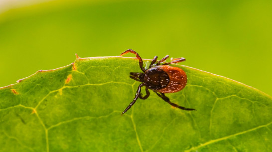 От укусов клещей пострадали 515 жителей Воронежской области