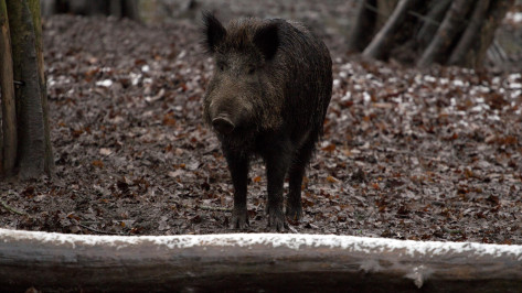 В Воронежской области двое мужчин застрелили кабана и были осуждены