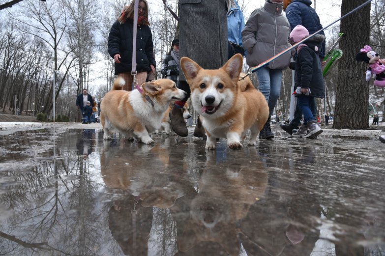 Прогулка корги