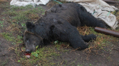 Нападение медведя на пенсионера в Семилуках
