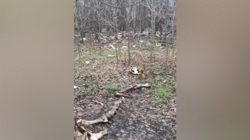 В Воронеже в ЖК «Озерки» нашли кости животных