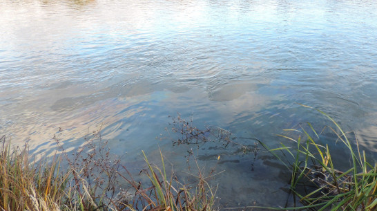 Росприроднадзор изучает природу маслянистого пятна в реке Дон под Воронежем