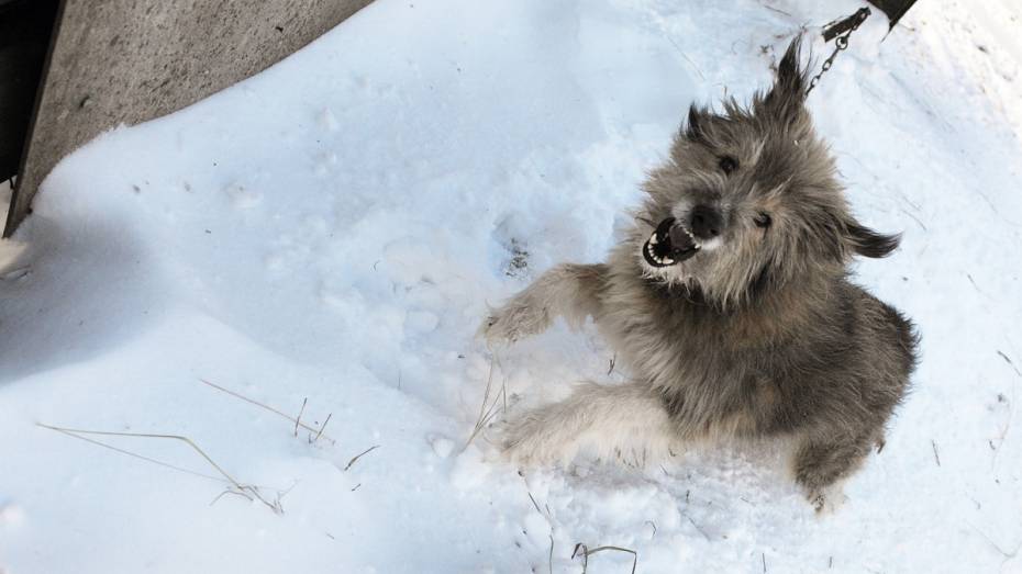 В Воронежской области за 3 месяца зафиксировали 51 случай бешенства у животных