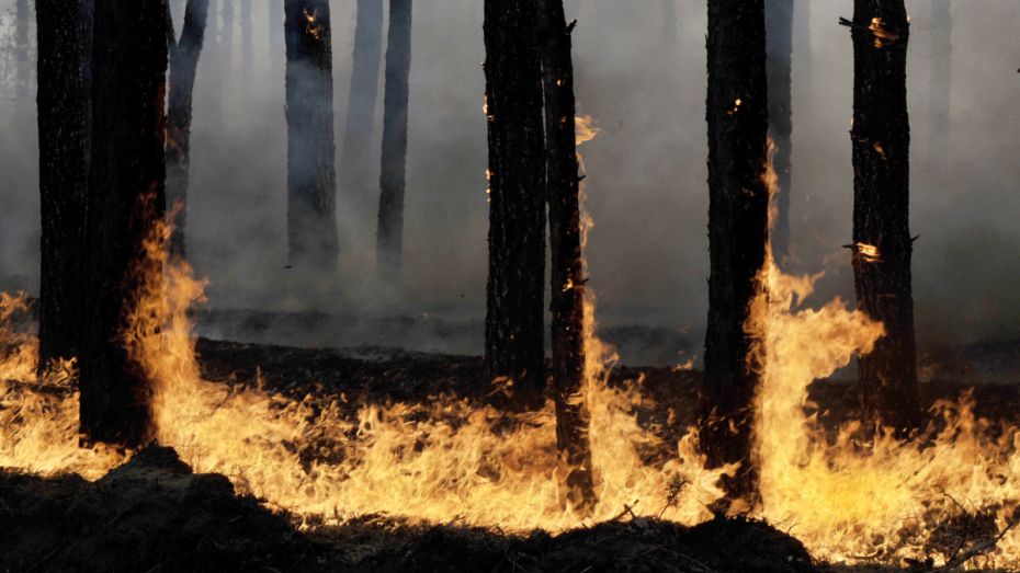 Два крупных пожара подбираются к воронежским селам
